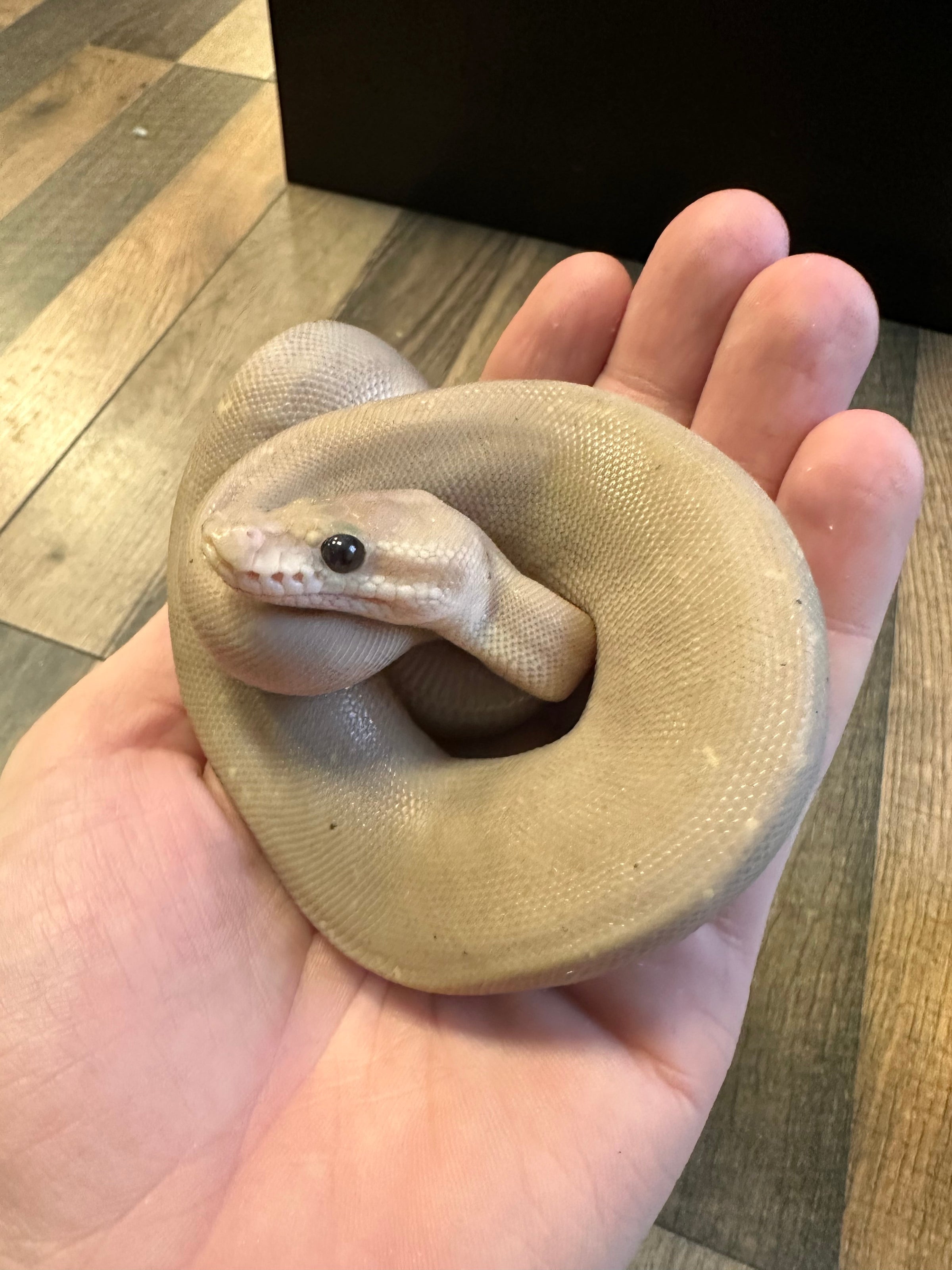 Super Cinnamon Pastel Ball Python