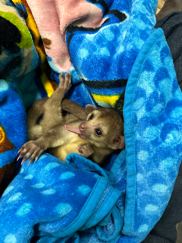 Affectionate top exotic pets