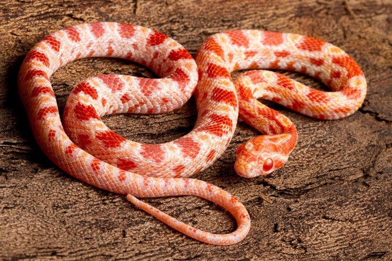 albino sunbeam snake
